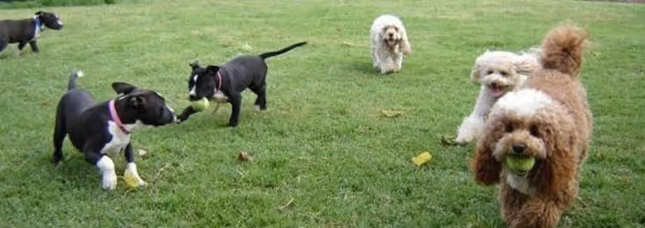 Happy pets at Critter Care