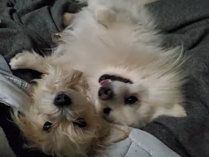 Critter Care pet photo 1