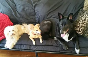 Critter Care pet photo 11