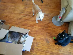 Critter Care pet photo 12