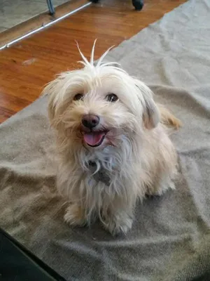 Critter Care pet photo 13