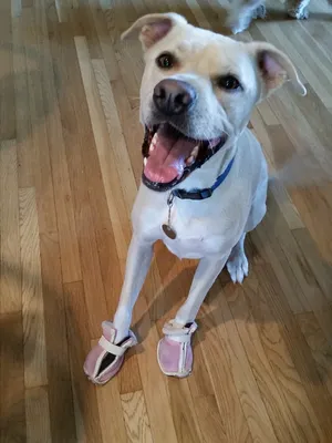 Critter Care pet photo 14