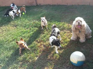 Critter Care pet photo 15