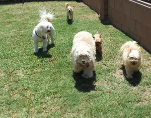 Critter Care pet photo 16