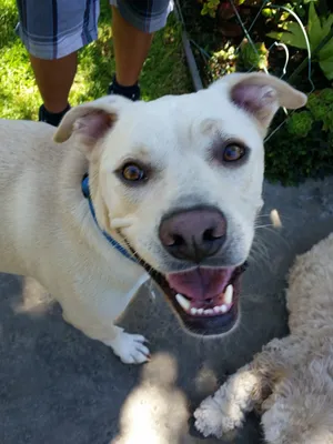 Critter Care pet photo 17