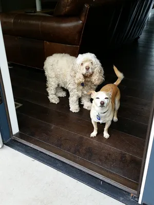 Critter Care pet photo 19