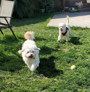 Critter Care pet photo 2