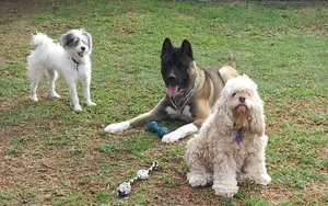 Critter Care pet photo 20