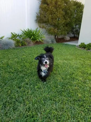 Critter Care pet photo 21