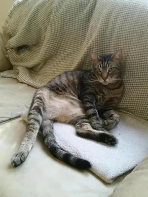 Critter Care pet photo 22