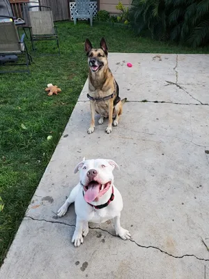 Critter Care pet photo 23