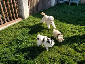 Critter Care pet photo 24