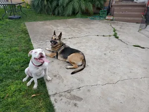 Critter Care pet photo 25