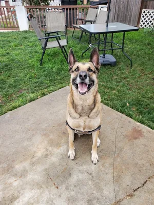 Critter Care pet photo 26