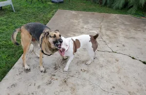 Critter Care pet photo 28