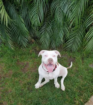 Critter Care pet photo 29