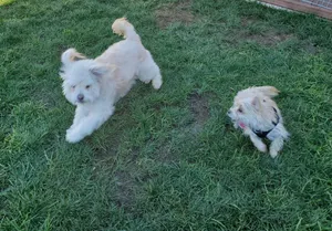 Critter Care pet photo 30