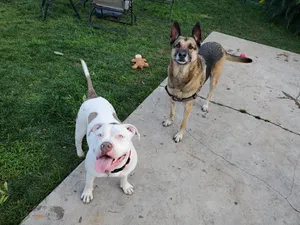 Critter Care pet photo 31