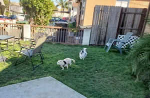 Critter Care pet photo 32