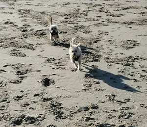 Critter Care pet photo 33