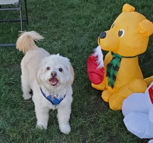 Critter Care pet photo 34