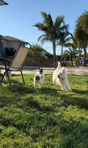 Critter Care pet photo 35