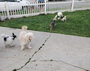 Critter Care pet photo 36