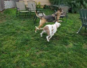 Critter Care pet photo 37