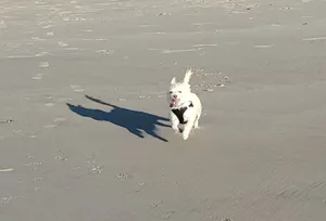 Critter Care pet photo 38