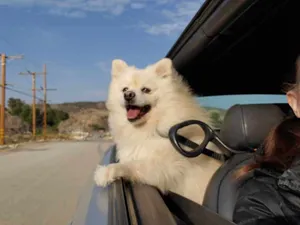 Critter Care pet photo 39