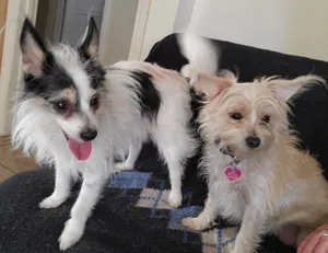 Critter Care pet photo 4