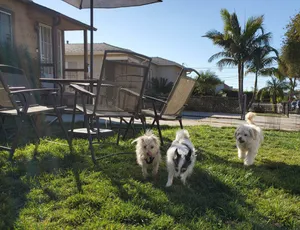 Critter Care pet photo 40