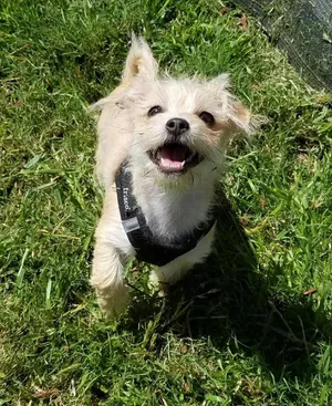 Critter Care pet photo 42