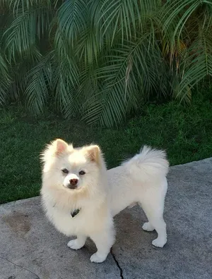 Critter Care pet photo 43