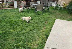 Critter Care pet photo 44