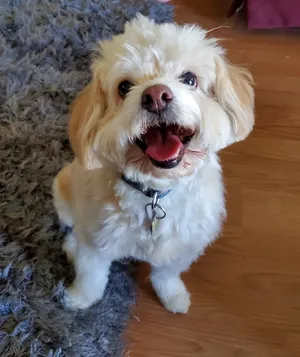 Critter Care pet photo 45