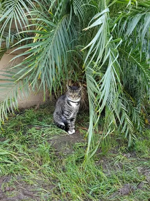 Critter Care pet photo 46