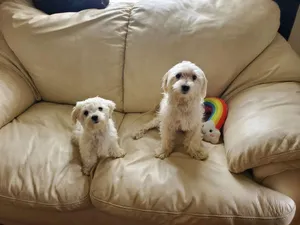 Critter Care pet photo 47