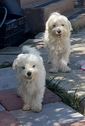 Critter Care pet photo 48