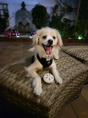 Critter Care pet photo 49