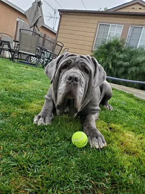 Critter Care pet photo 5