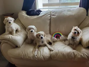 Critter Care pet photo 50