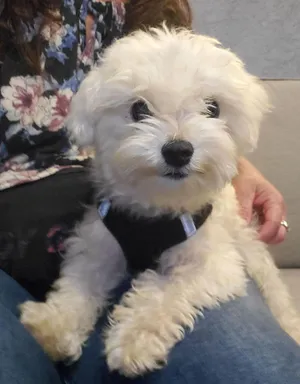 Critter Care pet photo 51