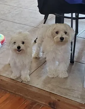 Critter Care pet photo 52