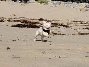 Critter Care pet photo 53