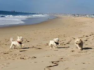 Critter Care pet photo 54