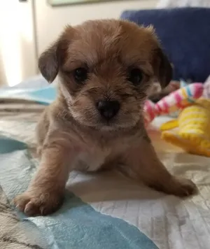 Critter Care pet photo 6