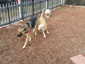 Critter Care pet photo 7