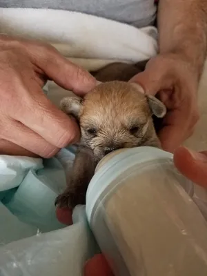 Critter Care pet photo 8