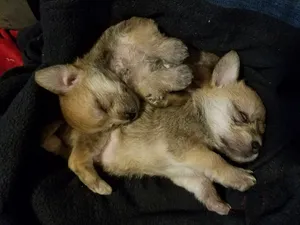 Critter Care pet photo 9